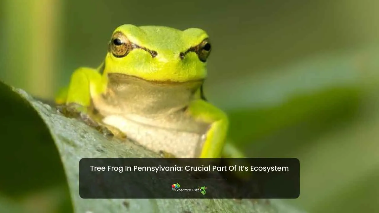 6 Tree Frogs In Pennsylvania: Crucial Part Of It's Ecosystem