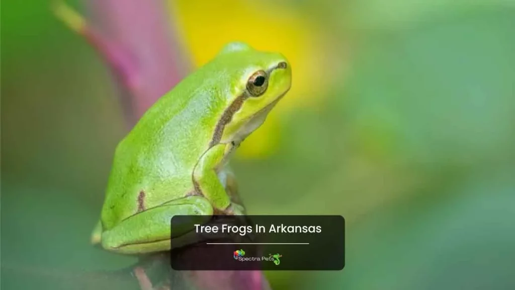 Tree Frogs In Arkansas