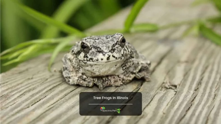 Tree Frogs in Illinois