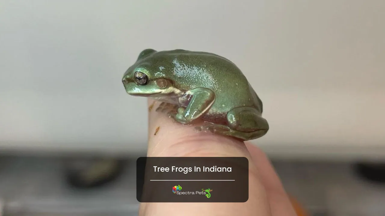Tree Frogs In Indiana