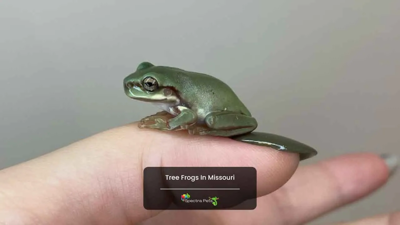 10 Beautiful Tree Frogs In Missouri [Photos And ID Guide]