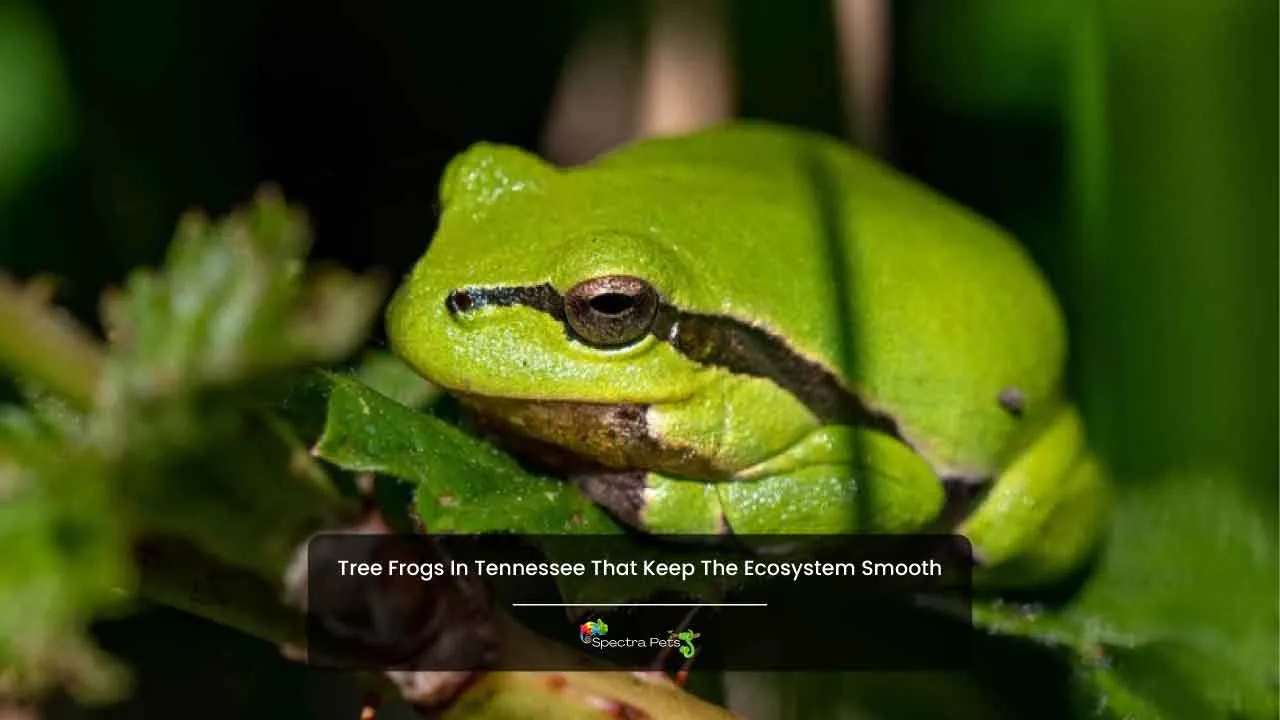 Tree Frogs In Tennessee That Keep The Ecosystem Smooth