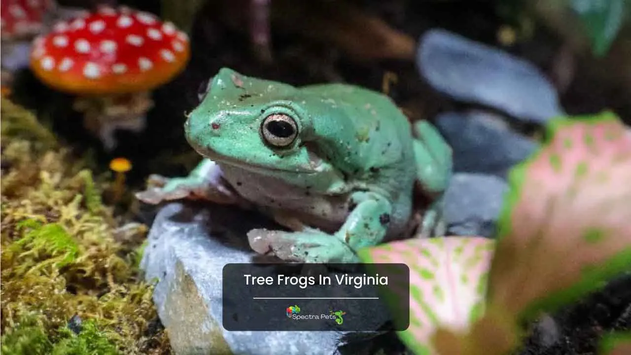 Tree Frogs In Virginia