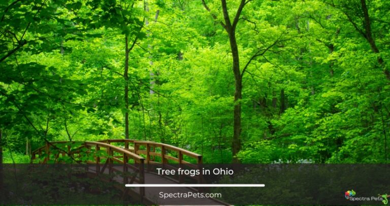 Tree frogs in Ohio that you must see today