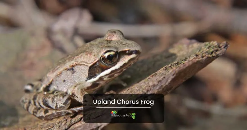 Upland Chorus Frog