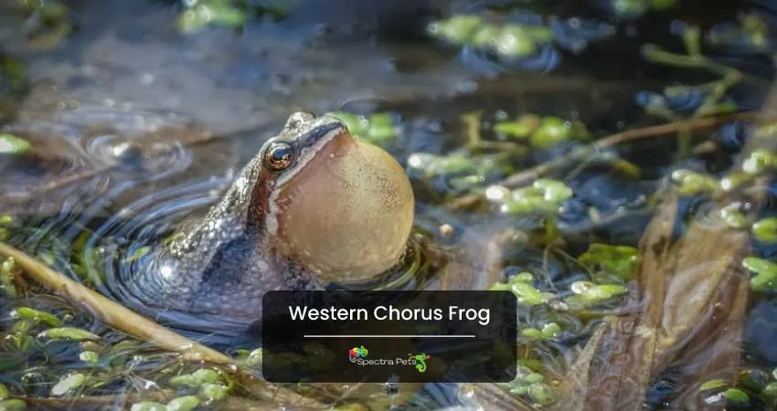 Western Chorus Frog