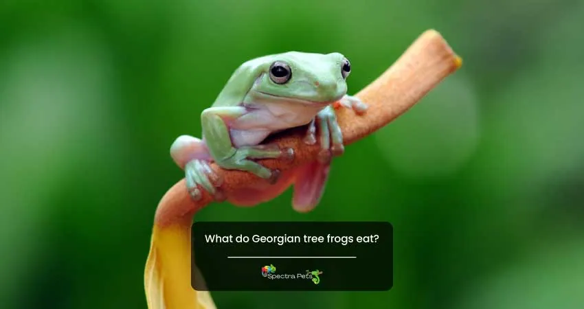 What do Georgian tree frogs eat