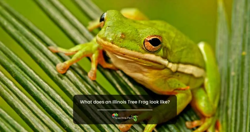 What does an Illinois Tree Frog look like