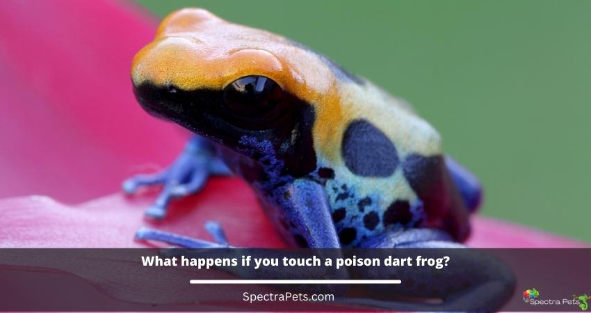 What happens if you touch a poison dart  frog?