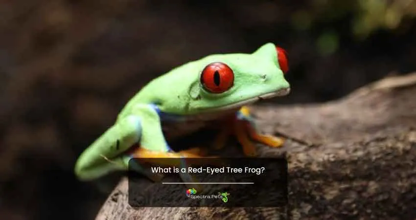 What is a Red Eyed Tree Frog