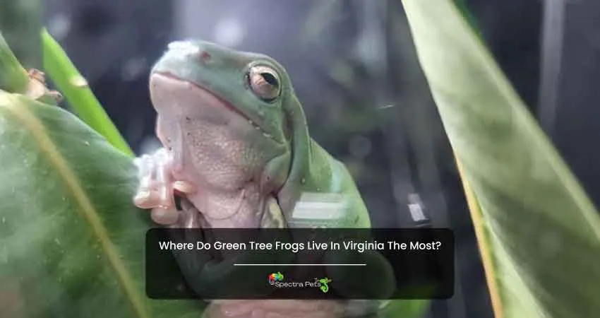 Where Do Green Tree Frogs Live In Virginia The Most
