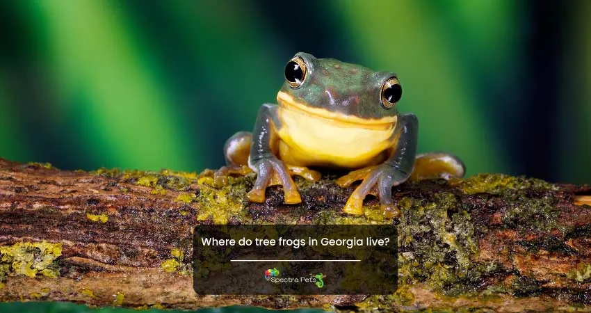 Where do tree frogs in Georgia live