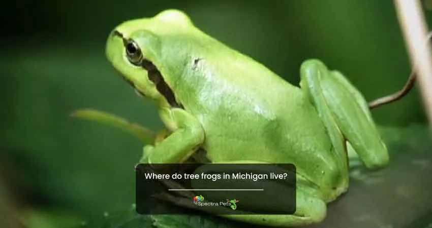 Where do tree frogs in Michigan live