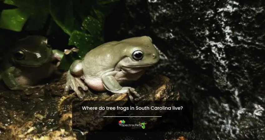 Where do tree frogs in South Carolina live