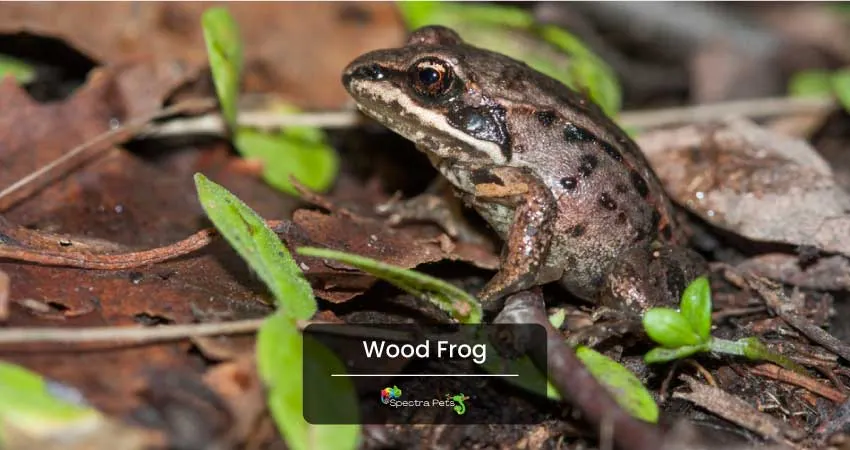 Wood Frog