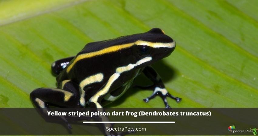 Yellow striped poison dart frog (Dendrobates truncatus)