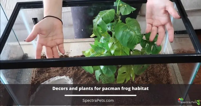 decors and plants for pacman frog habitat