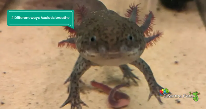 4 Different ways Axolotls breathe