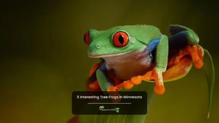 6 interesting Tree frogs in Minnesota: Learn everything about them