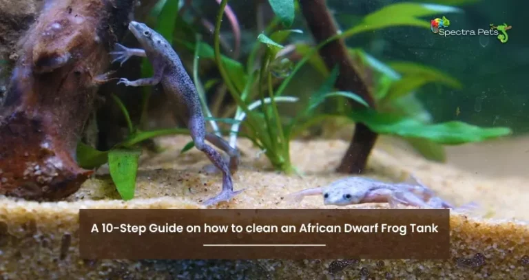 A 10-Step Guide on how to clean an African Dwarf Frog Tank