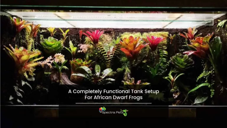 A Completely Functional Tank Setup For African Dwarf Frogs