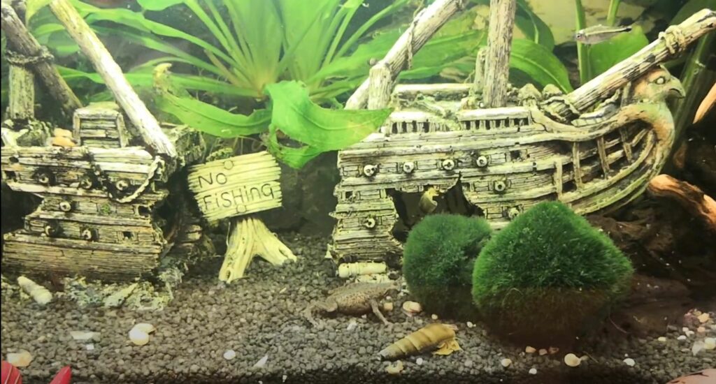 African dwarf frog in a tank with plants and other species