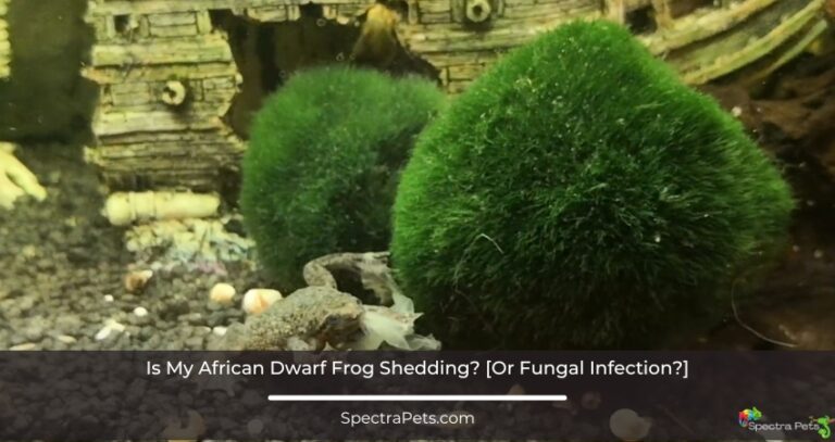 Is My African Dwarf Frog Shedding? [Or Fungal Infection?]