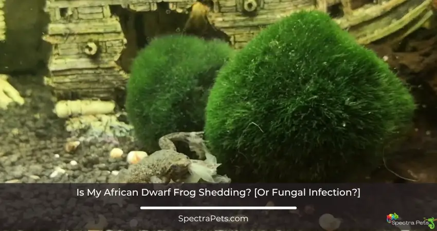 African Dwarf Frog Shedding Or Fungal Infection