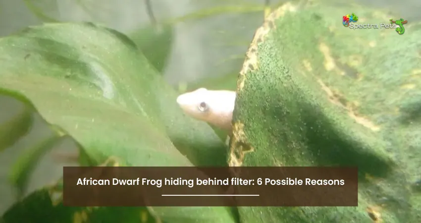 African Dwarf Frog hiding behind filter 6 Possible Reasons