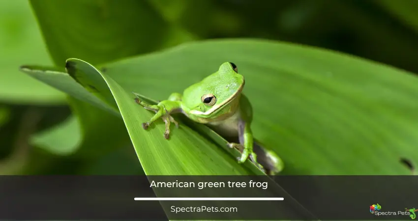 American green tree frog