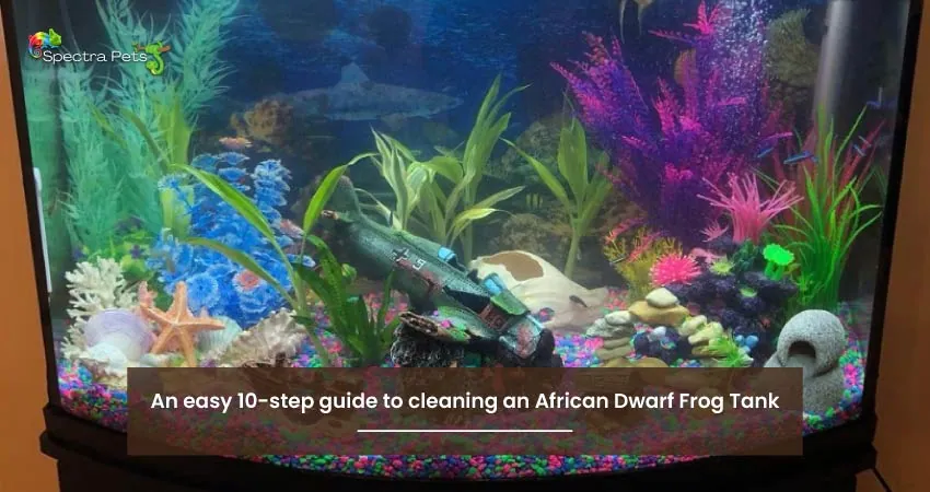 An easy 10 step guide to cleaning an African Dwarf Frog Tank