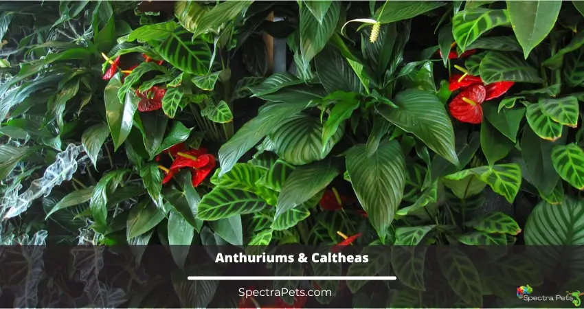 Anthuriums & Caltheas