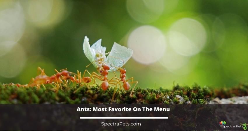 Ants