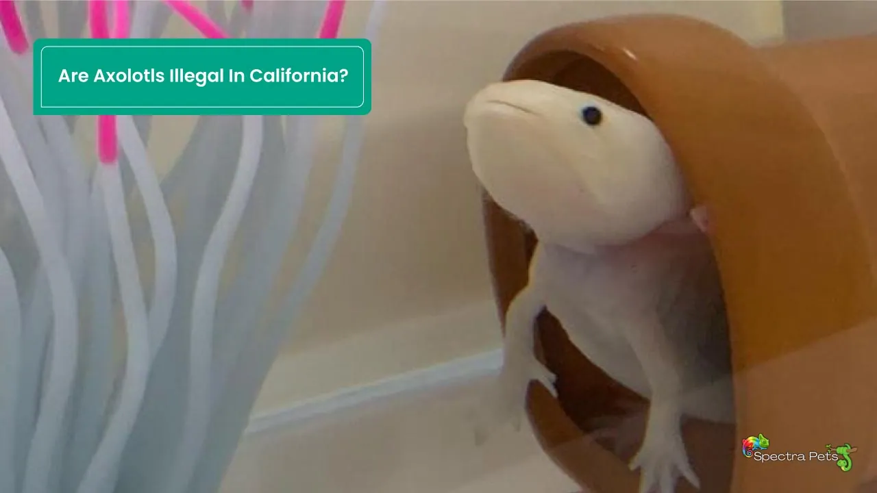 Are Axolotls Illegal In California?