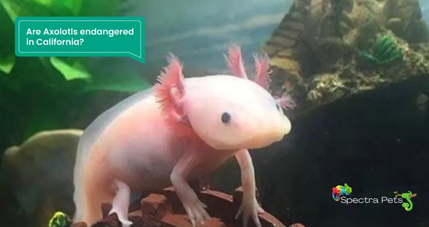 Are Axolotls endangered in California