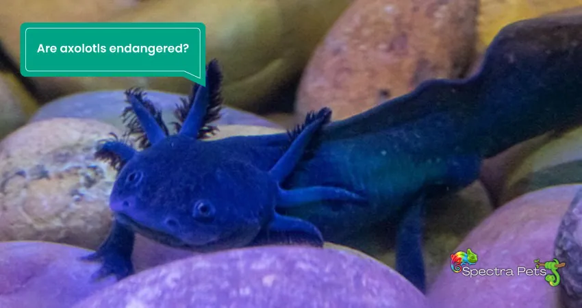 Are axolotls endangered