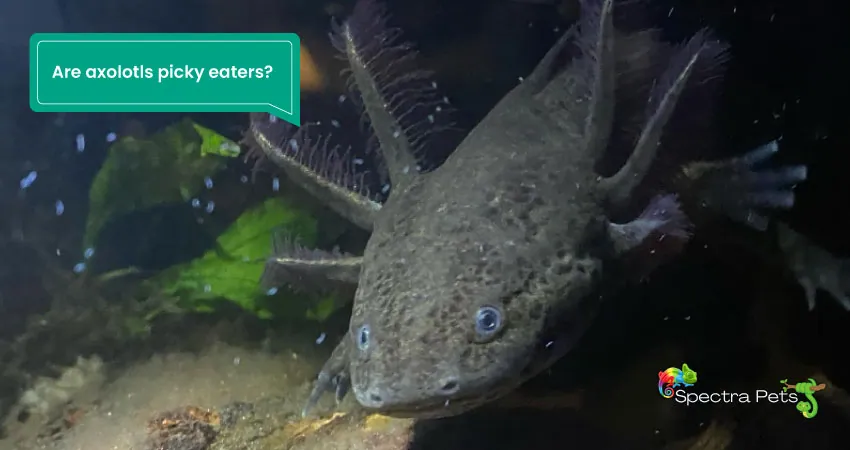 Are axolotls picky eaters