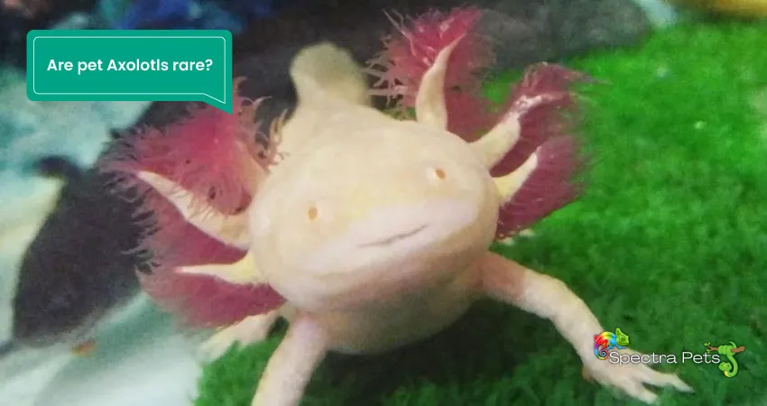 Are pet Axolotls rare