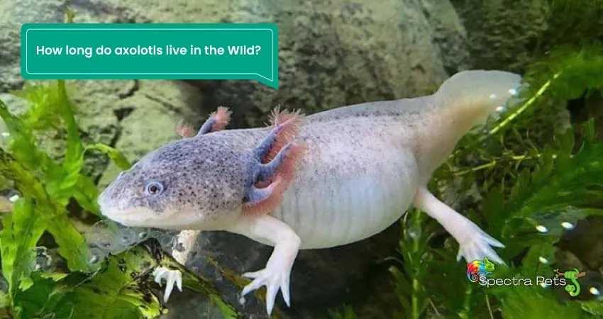 Axolotl lifespan How long do axolotls live in the WIld