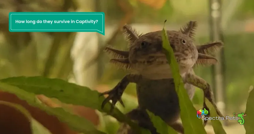 Axolotl lifespan How long do they survive in Captivity