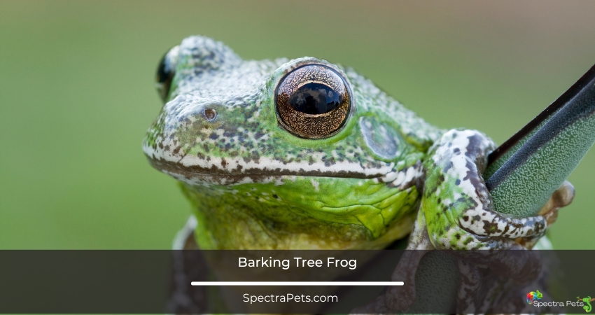 Barking Tree frog