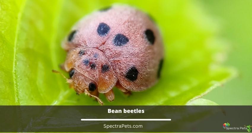 Bean beetles