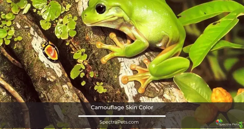 Poison dart frog has camouflage skin color