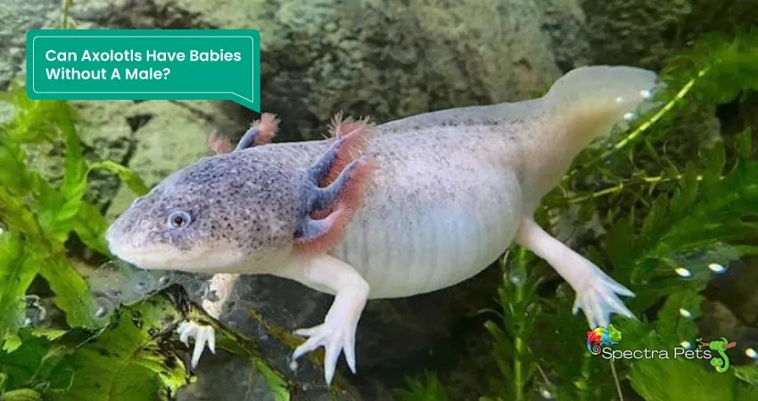 Can Axolotls Have Babies Without A Male