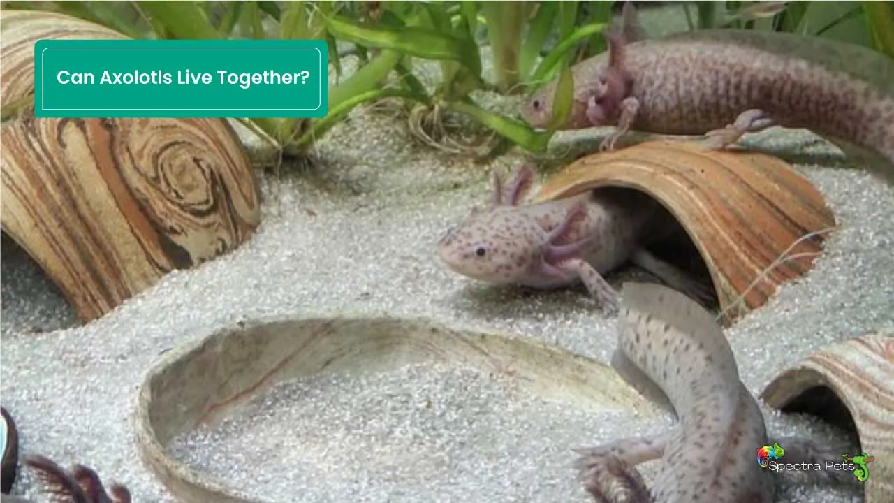 Can Axolotls Live Together? [A Complete Overview]