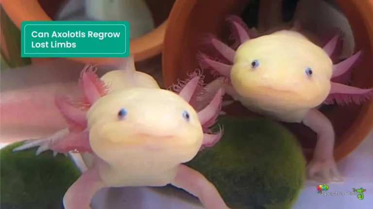 Can Axolotls Regrow Lost Limbs: Uncovering the Science Behind It