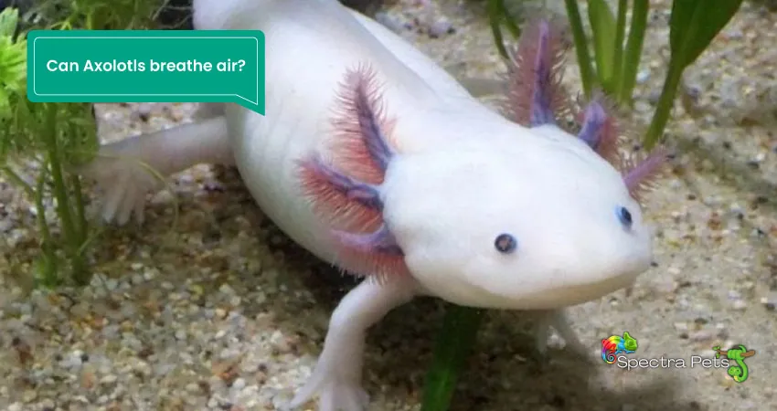 Can Axolotls breathe air