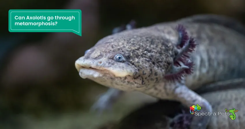 Can Axolotls go through metamorphosis