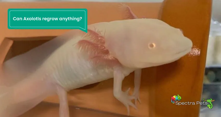 Can Axolotls regrow anything