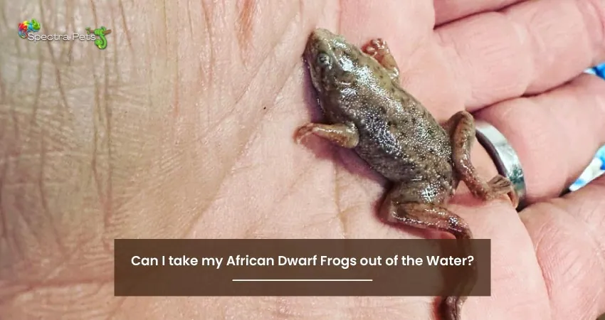 Can I take my African Dwarf Frogs out of the Water